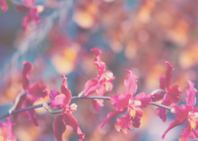 专业破解版的ddos攻击测试工具